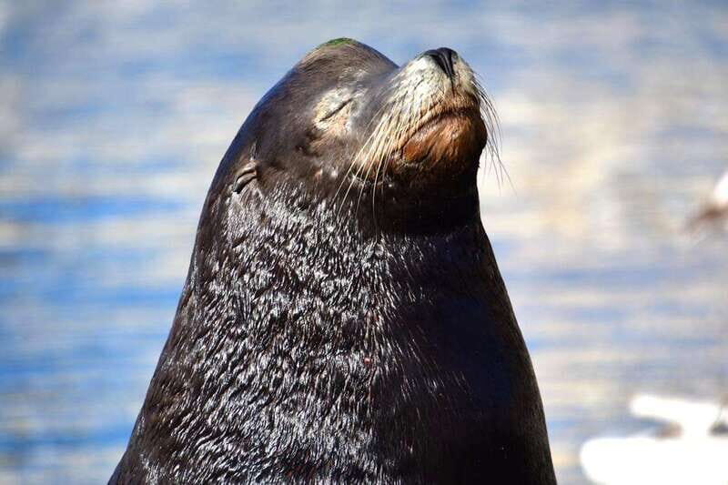 Whale Watch Cabo: Zodiac Whale Adventure - FREE Photos - What’s included vs. what you’ll need to plan for