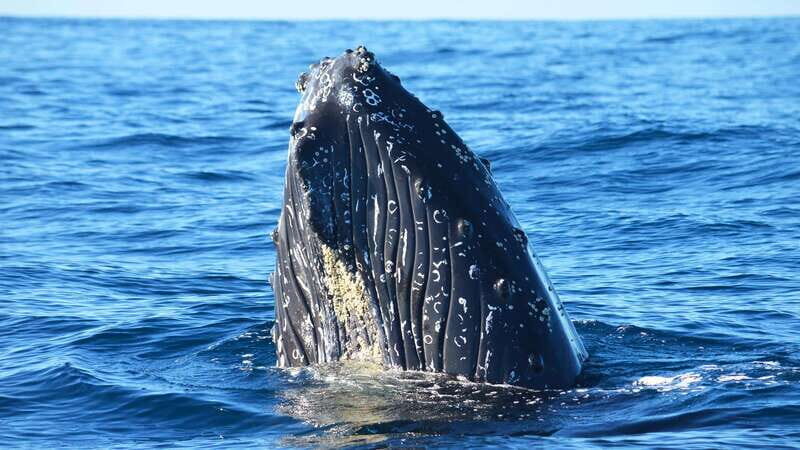 Whale Watch Cabo: Zodiac Whale Adventure - FREE Photos - The bay run: Pelican Rock, Lovers Beach, and the Arch