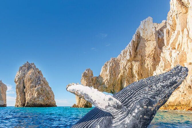Whale Watching and Cabo San Lucas Arch - Key highlights before you go