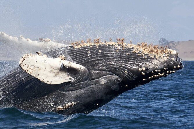 Whale Watching and Cabo San Lucas Arch - Cabo San Lucas Arch and whales: why this cruise matters