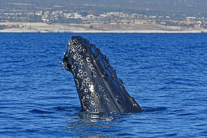 Whale Watching by Zodiac in Cabo San Lucas with Photos Included - Key Highlights You’ll Actually Feel During the Trip