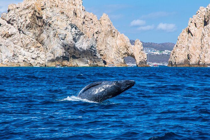 Whale Watching by Zodiac in Cabo San Lucas with Photos Included - Whale Watching in Cabo, Done the Zodiac Way (Not a Party-Boat Fish Tank)