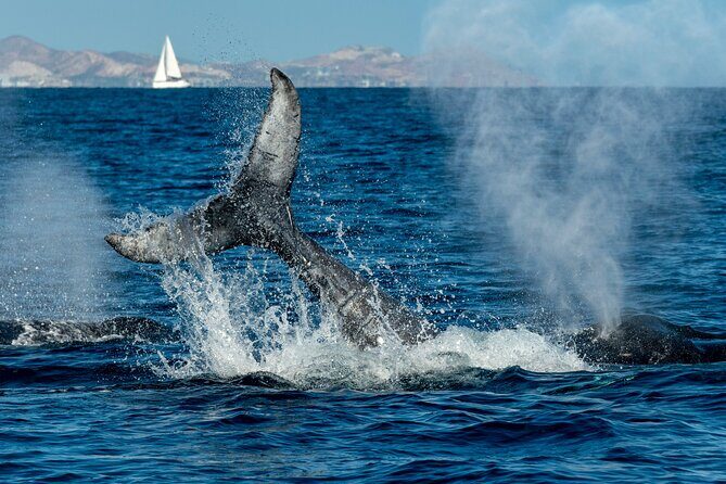 Whale Watching by Zodiac in Cabo San Lucas with Photos Included - Hydrophone Whale Songs: Seeing and Hearing at the Same Time