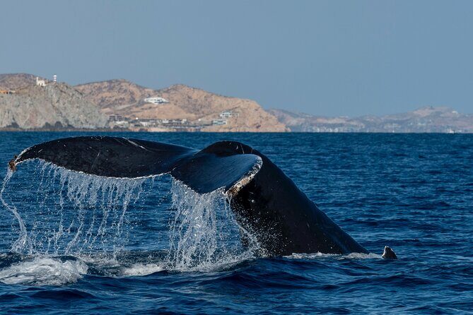 Whale Watching by Zodiac in Cabo San Lucas with Photos Included - Photos and Videos Are Included, with One Practical Note