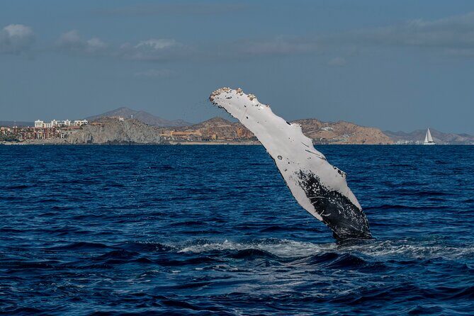 Whale Watching by Zodiac in Cabo San Lucas with Photos Included - Snacks, Drinks, and the Small-Group Advantage (Less Chaos, More Calm)