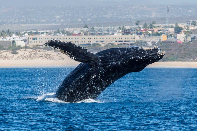 Whale Watching by Zodiac in Cabo San Lucas with Photos Included - Meeting Point in Cabo Marina: Give Yourself Extra Time to Find the Right Spot