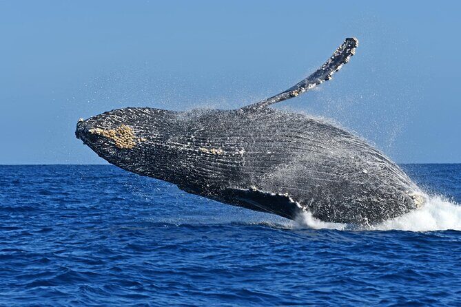 Whale Watching by Zodiac in Cabo San Lucas with Photos Included - What You Might See: More Than Just Humpbacks