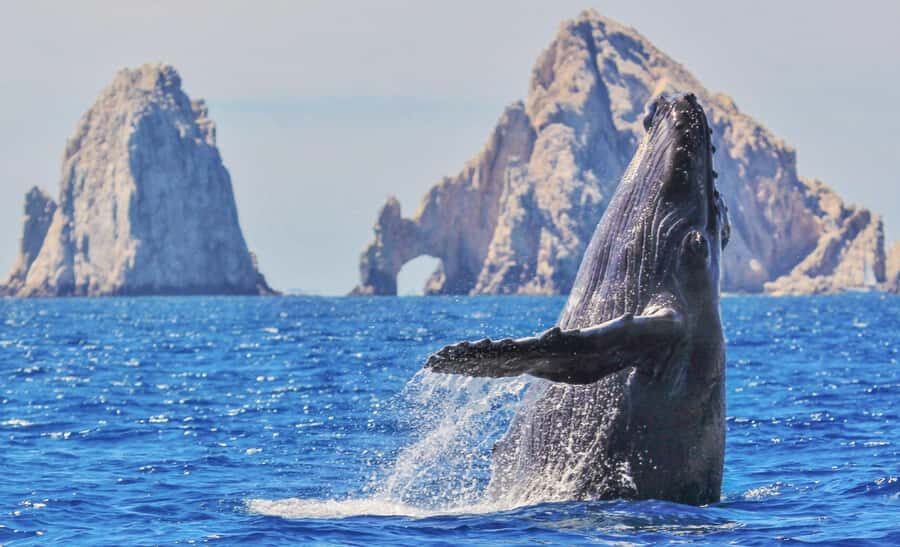 Whale Watching, Cabo San Lucas Arch, and a Trip to Playa del Amor - Where to Meet Gregory Tours by the Surfer Monument