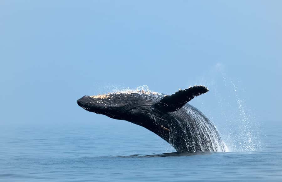 Whale Watching, Cabo San Lucas Arch, and a Trip to Playa del Amor - Snorkeling at Lovers Beach: What You Get (and What You’ll Need)
