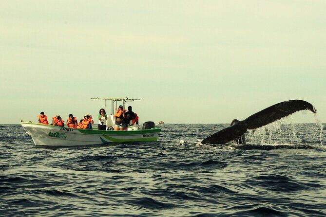 Whale Watching Cabo-Women crew-Sightings Guaranteed & Free Photos - A small-boat Cabo whale watch with marine biologists