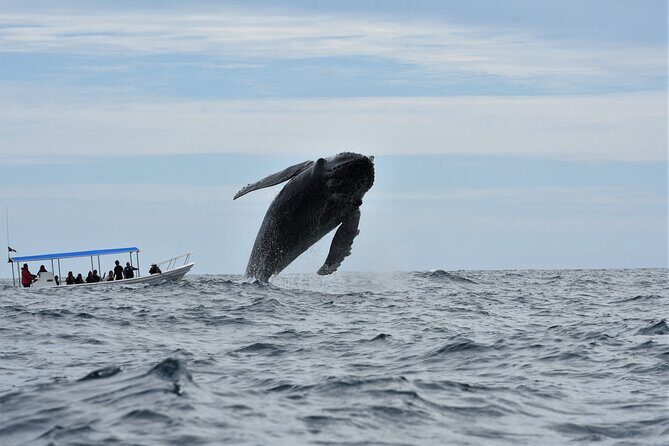 Whale Watching Cabo-Women crew-Sightings Guaranteed & Free Photos - Marine-life spotting on a women-led crew that keeps things whale-friendly