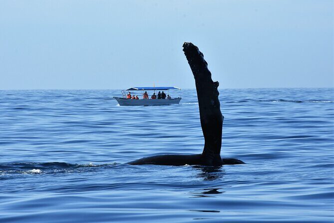 Whale Watching Cabo-Women crew-Sightings Guaranteed & Free Photos - Boat comfort, getting wet, and what’s not included