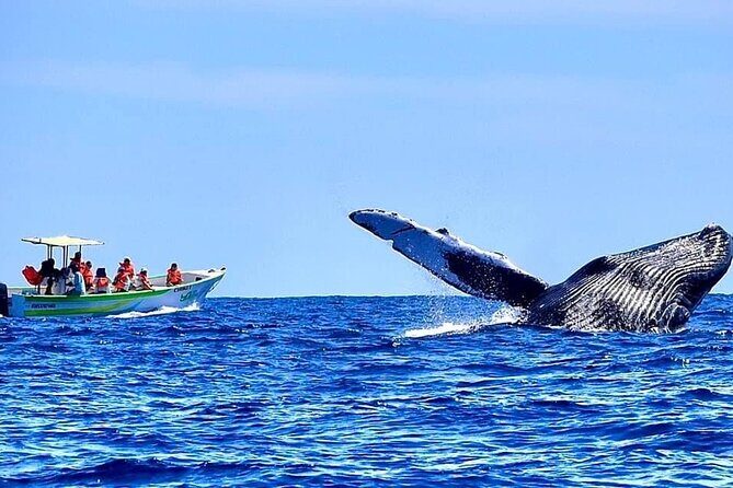Whale Watching Cabo-Women crew-Sightings Guaranteed & Free Photos - Price and value: what $100.15 buys you in the real world