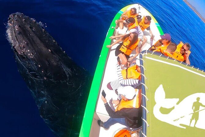 Whale Watching Cabo-Women crew-Sightings Guaranteed & Free Photos - Who should book this, and who should think twice