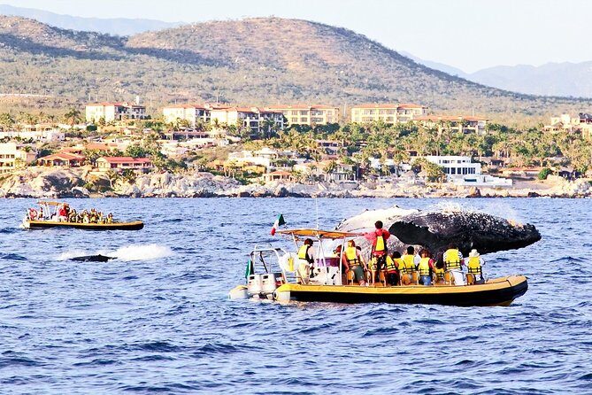 Whale Watching Cruise in Cabos San Lucas and Ground Transportation - The Water Part: Speedboat Ride, Time to Look, and Real Guide Work