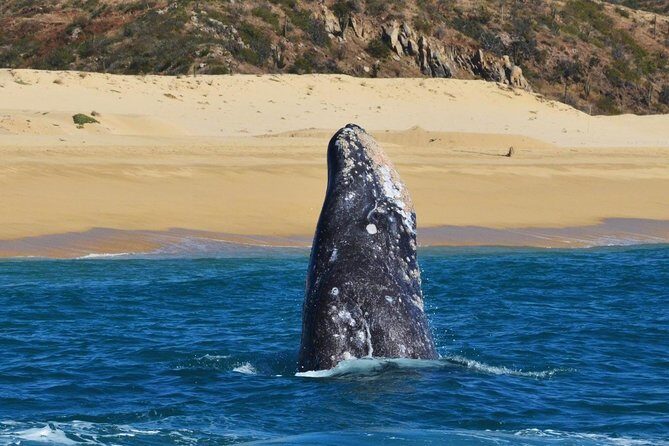 Whale Watching Cruise in Cabos San Lucas and Ground Transportation - Humpback Whale Watching: How You Increase Your Odds