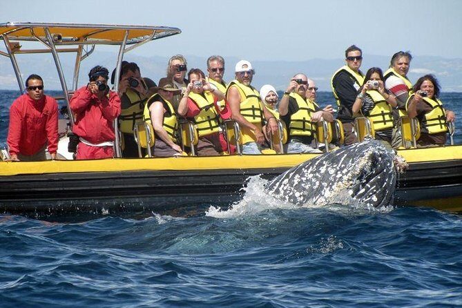 Whale Watching Cruise in Cabos San Lucas and Ground Transportation - Speedboat vs Catamaran: Drinks and Tequila Depend on Your Option