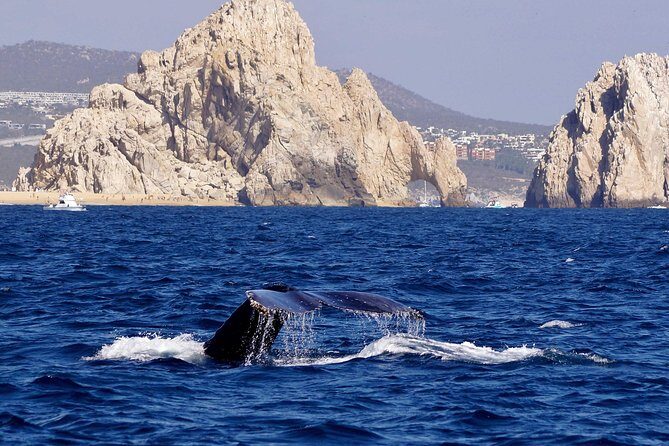Whale Watching Cruise in Cabos San Lucas and Ground Transportation - What’s Actually Included (and What You’ll Pay for On Your Own)
