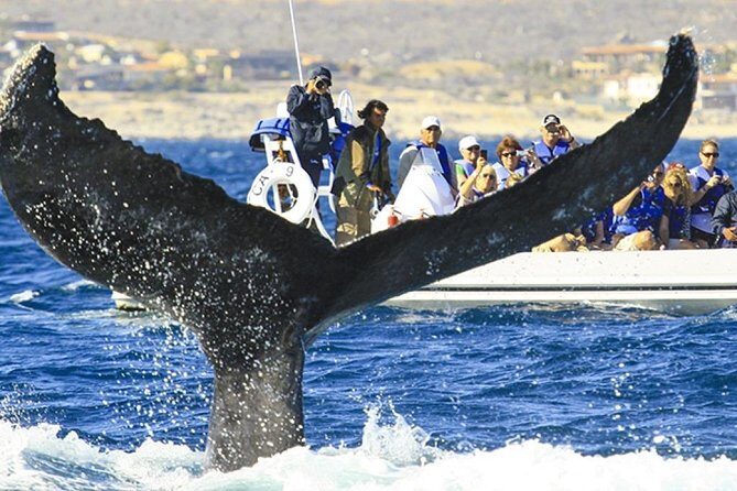 Whale Watching Cruise in Cabos San Lucas and Ground Transportation - Cabo San Lucas Arch and Seal Lions: The Classic Stop With Context