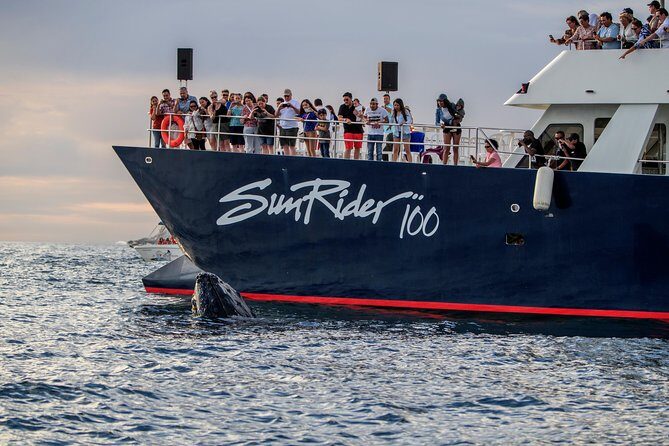 Whale Watching Dinner Cruise in Cabo San Lucas - Price and value in Cabo: is $110 a smart buy?