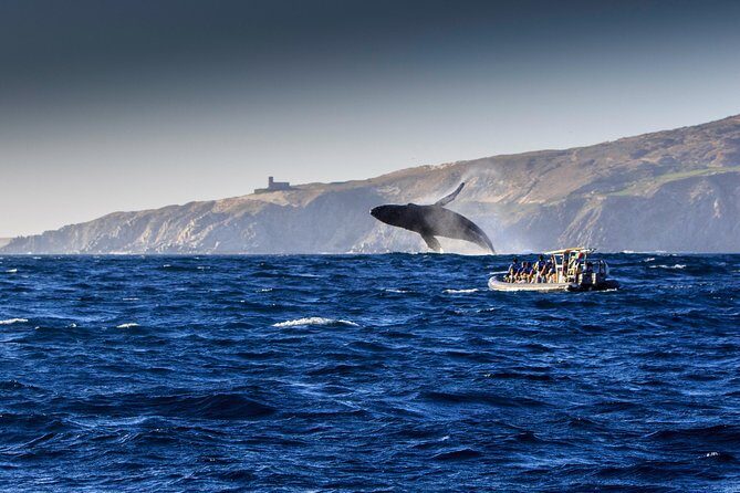 Whale Watching Dinner Cruise in Cabo San Lucas - Tips to make your cruise smoother (and get better whale odds)