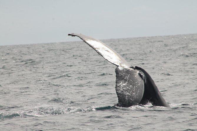 Whale Watching Dinner Cruise in Cabo San Lucas - Should you book this Cabo San Lucas whale cruise?