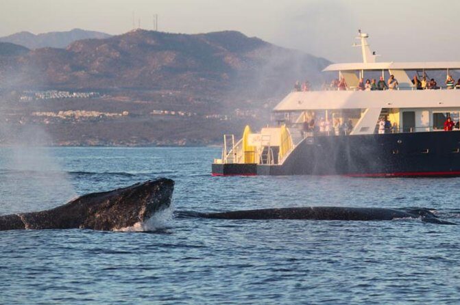 Whale-Watching Discovery Cruise with Brunch or Dinner - Key things to know before you go