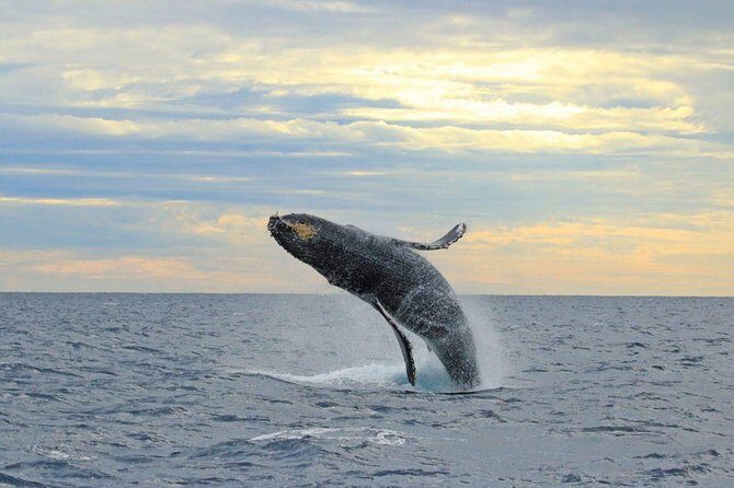 Whale-Watching Discovery Cruise with Brunch or Dinner - Why Cabo San Lucas is built for whale spotting