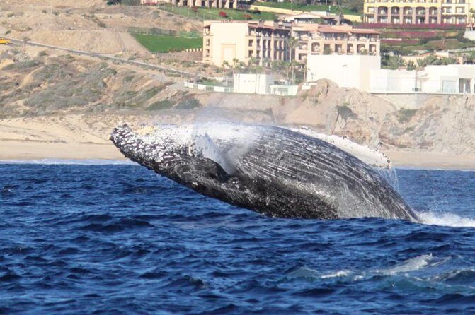 Whale-Watching Discovery Cruise with Brunch or Dinner - Getting to the dock: where pickup and check-in fit