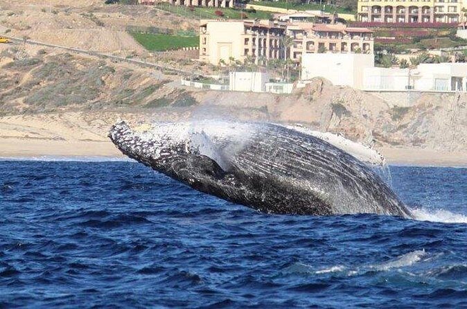 Whale-Watching Discovery Cruise with Brunch or Dinner - El Arco, sea lions, and Lover’s Beach: the panoramic stops that make it worth it