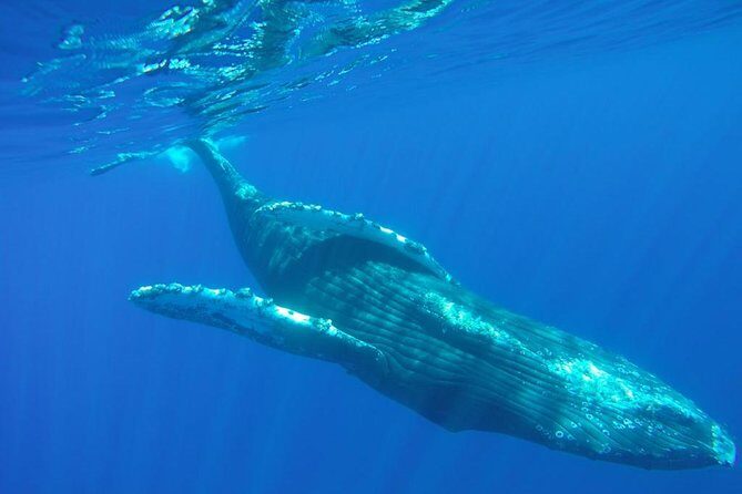 Whale-Watching Discovery Cruise with Brunch or Dinner - Lunch or dinner plus an open bar: why this is more than a free bonus