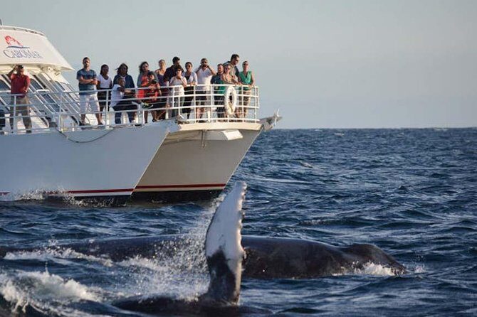 Whale-Watching Discovery Cruise with Brunch or Dinner - The 2.5-hour cruise format: how the timing feels in real life
