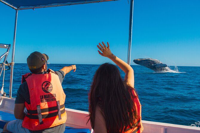 Whale Watching Experience in Cabo San Lucas 2 hours - Key things I’d note before you book