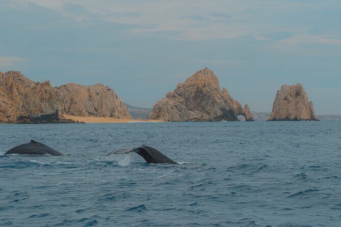 Whale Watching Experience in Cabo San Lucas 2 hours - Whale Watching and Cabo Landmarks in Two Hours