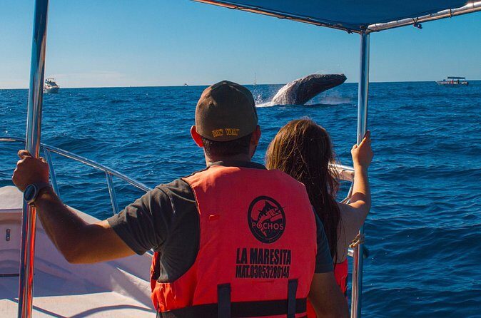 Whale Watching Experience in Cabo San Lucas 2 hours - Price and Photos: What $40 Covers (and What Costs Extra)