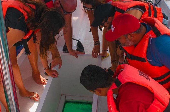 Whale Watching Experience in Cabo San Lucas 2 hours - Who This Whale Watch Suits Best