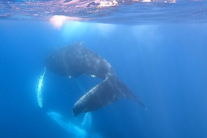 Whale Watching Experience in Cabo San Lucas - Cabo whale watching, but with the calm parts done right