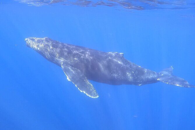 Whale Watching Experience in Cabo San Lucas - Getting to the marina and picking the best time slot
