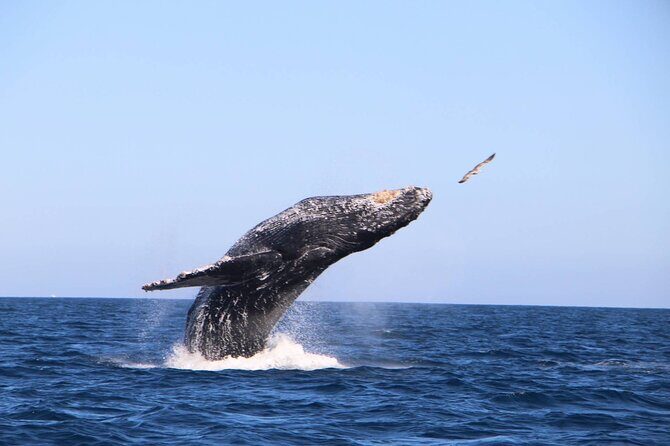 Whale Watching Experience in Cabo San Lucas - Stop 1: The Arch photo stop, 15 minutes that pays off