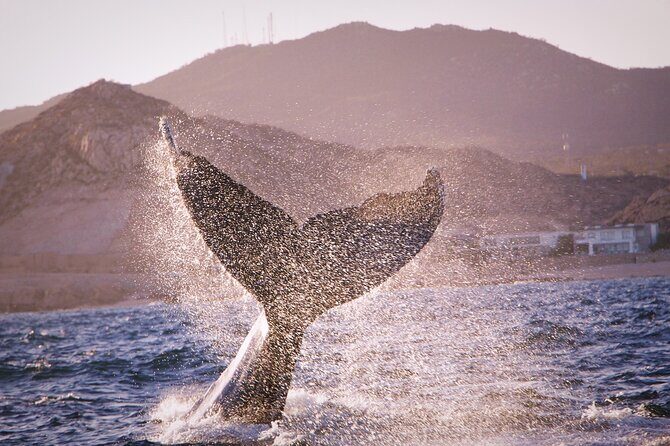 Whale Watching Experience in Cabo San Lucas - The beach break: Sea of Cortez meets the Pacific, with one big condition