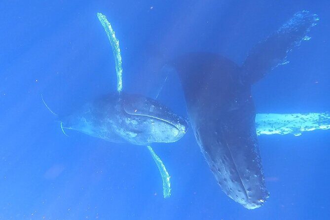 Whale Watching Experience in Cabo San Lucas - Stop 2: Pelican Rock, feeding fish, then the whale search