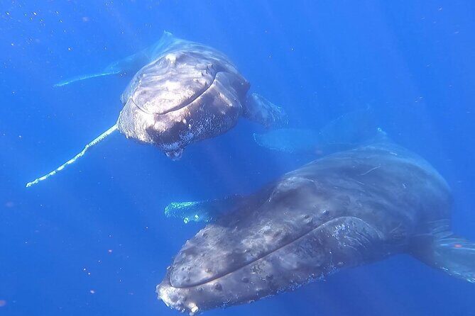 Whale Watching Experience in Cabo San Lucas - What you might see out on the water