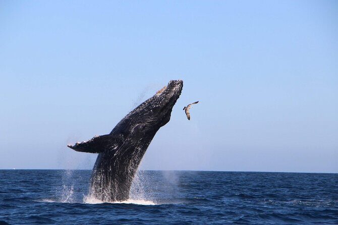 Whale Watching Experience in Cabo San Lucas - Price and what $450 per group really buys you