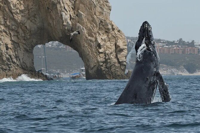 Whale Watching in Cabo: 2-Hour Small Group Tour to The Arch - Quick hits before you go