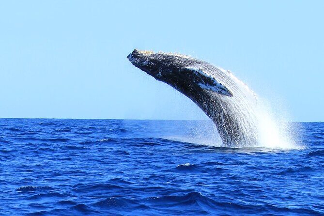 Whale Watching in Cabo San Lucas - Quick hits from the Cabo water