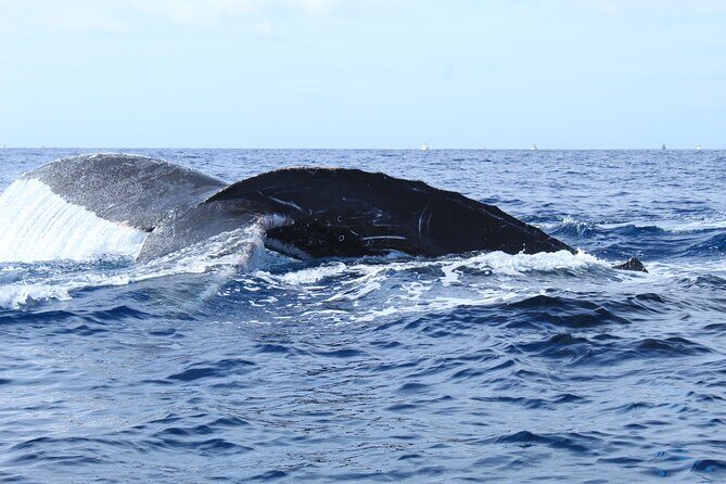 Whale Watching in Cabo San Lucas - The route: El Arco, Playa de los Amantes, and your best viewing odds