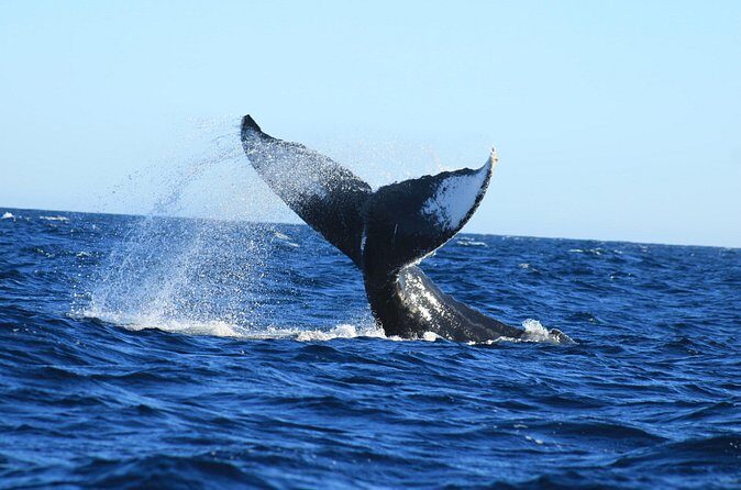 Whale Watching in Cabo San Lucas - Stop 2: Playa de los Amantes and the point where sightings can get real