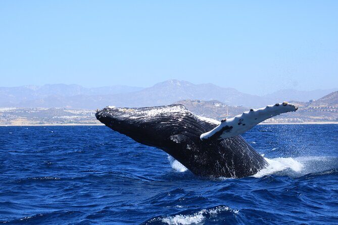 Whale Watching in Cabo San Lucas - Why small-group departures can change your whole day