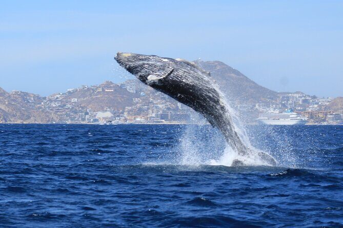 Whale Watching in Cabo San Lucas - Weather, coats, and motion sickness: what to plan before you get on board
