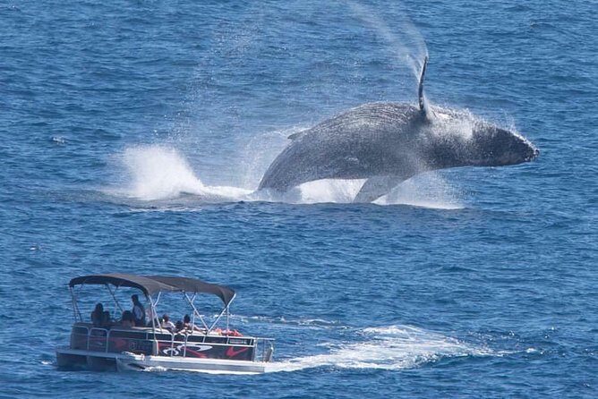 Whale Watching in Cabo San Lucas on board our Luxury Trimaran! - Key Things I’d Watch For on This Cabo Whale Cruise